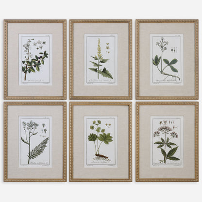 Green Floral Botanical Study Framed Prints, S/6