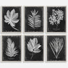 Foliage Framed Prints, S/6