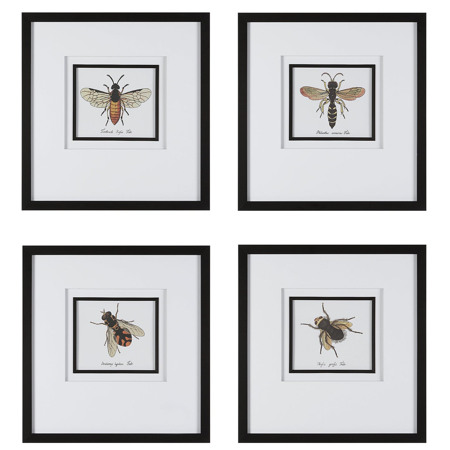 Anthophila Framed Prints, S/4