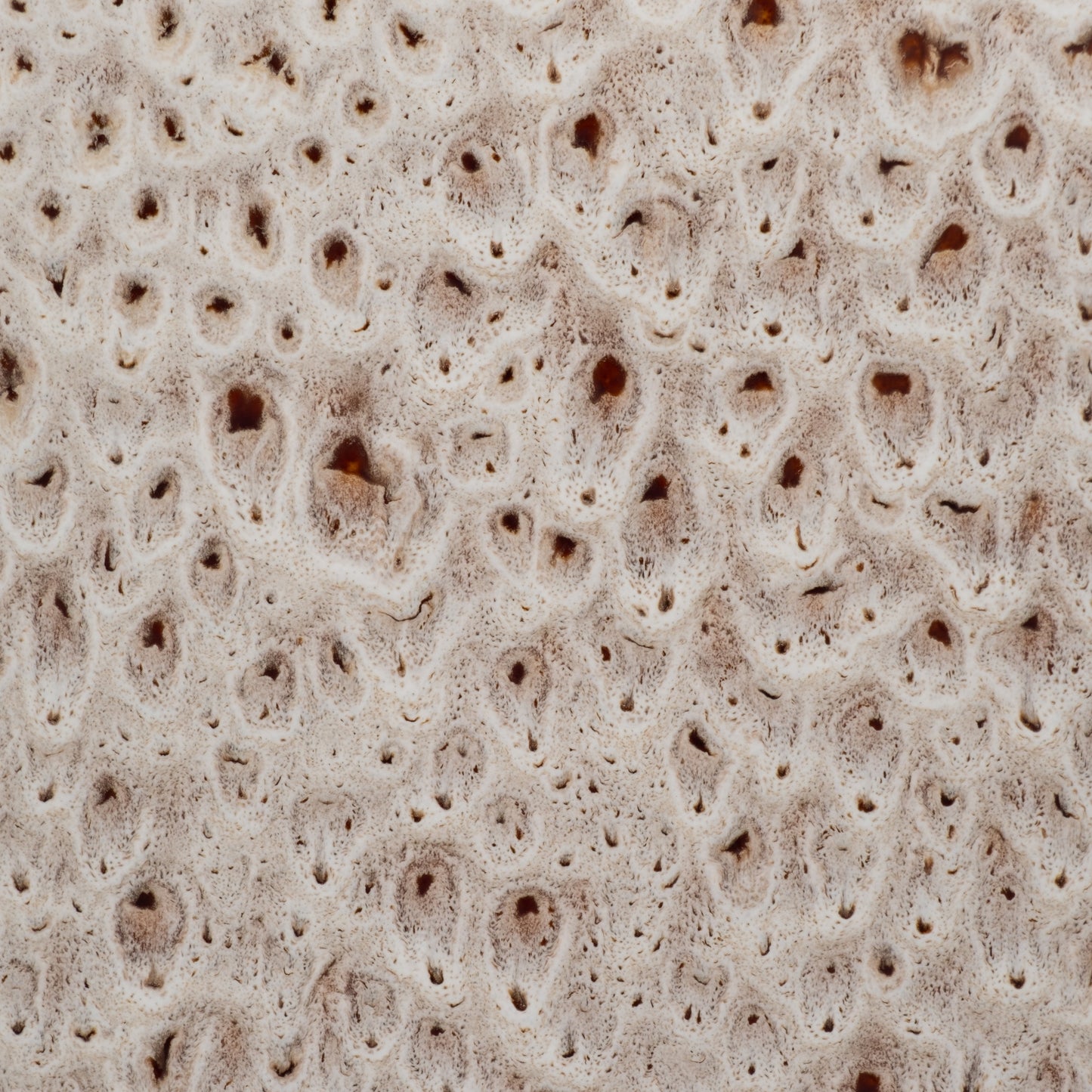 EV19874-02  PERRYMAN SMALL LIDDED JAR( Sagebrook Home  )