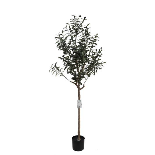 OLIVE TREE - 150cm