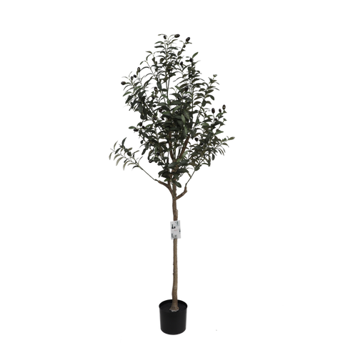 OLIVE TREE - 150cm