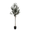 OLIVE TREE - 150cm