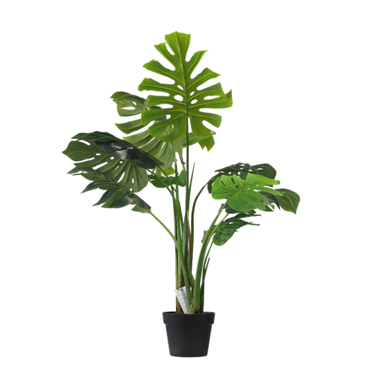 Monstera - 110cm