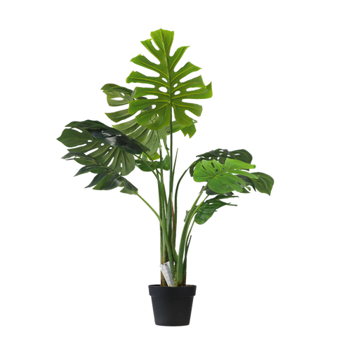 Monstera - 110cm
