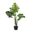 Monstera - 110cm