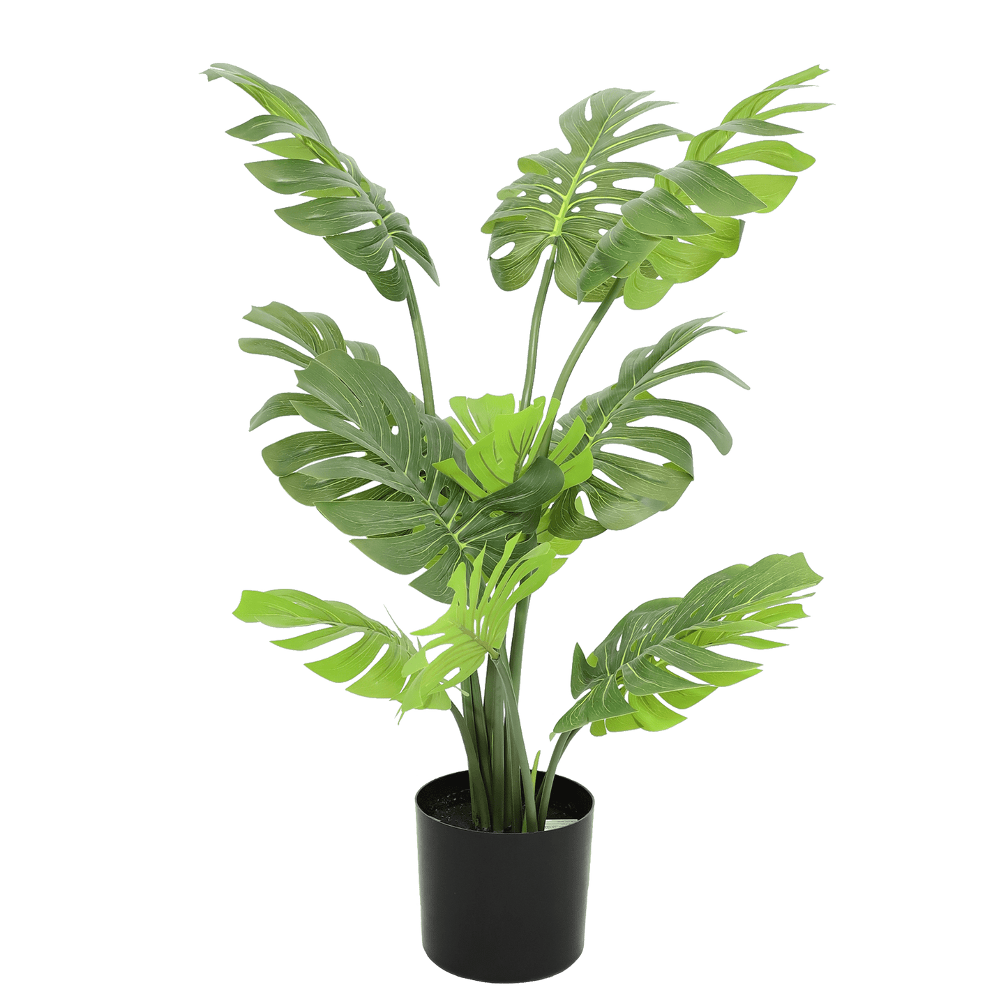 Monstera