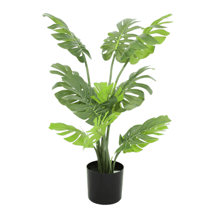 Monstera