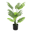 Monstera