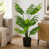 Monstera